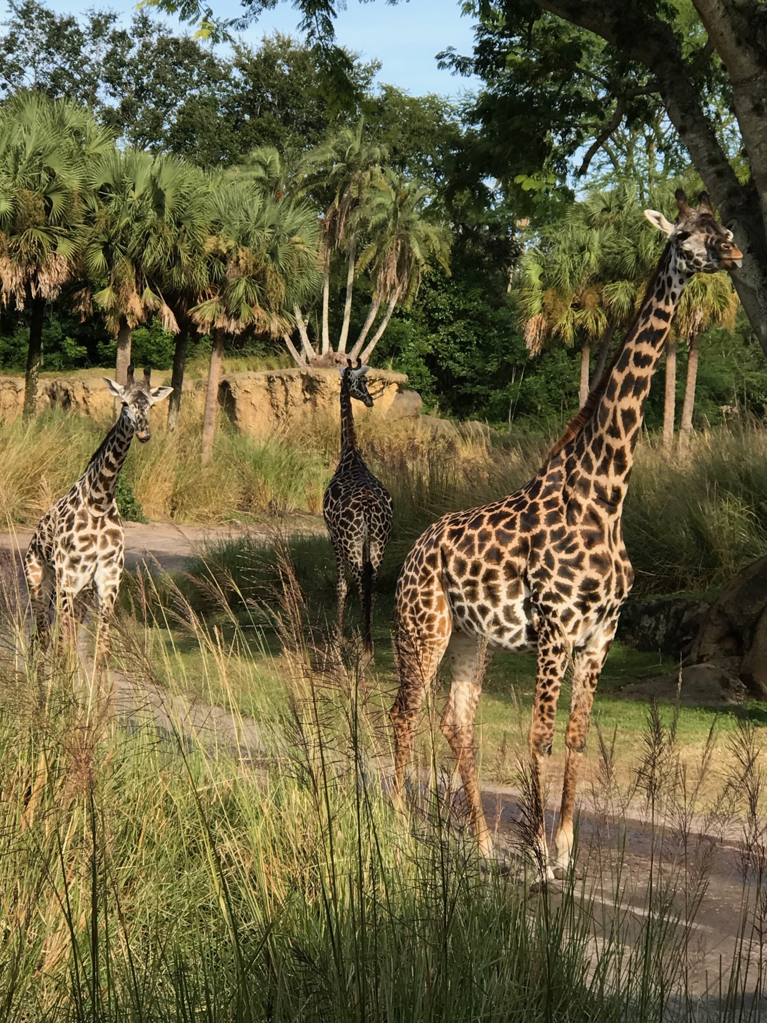 disney-trip-2016-92 photo