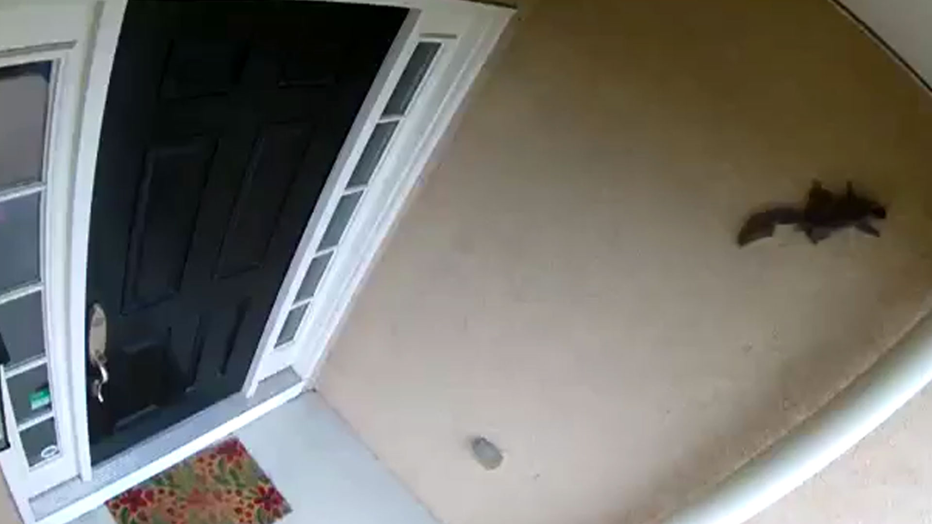 2017-04-24-infestation photo